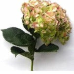 Hydrangea Tinted (Premium)