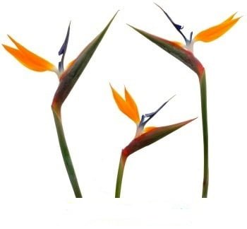 Birds of Paradise (Premium)