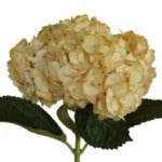 Hydrangea Tinted (Premium)