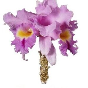 Luxury Cattleya Orchids