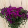 Dianthus Amazon