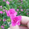 Dianthus Amazon