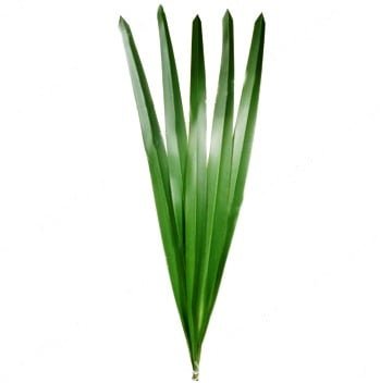 Flax Leaves (Premium)