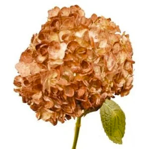 Hydrangea Tinted (Premium)