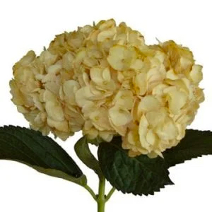 Hydrangea Tinted (Premium)