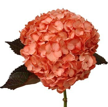 Hydrangea Tinted (Premium)