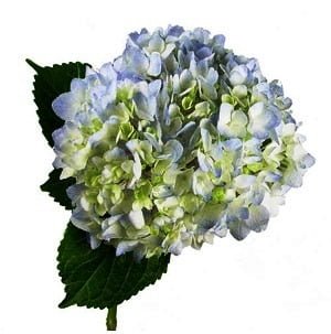 Hydrangea Blue (Premium)