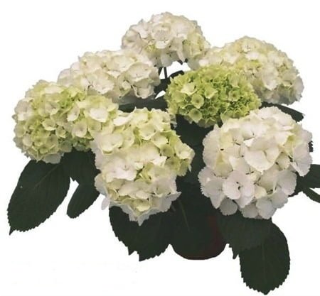 Hydrangeas White Premium