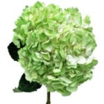 Hydrangea Tinted (Premium)