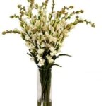 Fresh Tuberoses (Premium)
