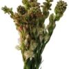Fresh Tuberoses (Premium)