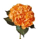 Hydrangea Tinted (Premium)