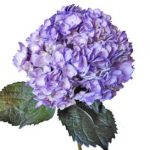Hydrangea Tinted (Premium)