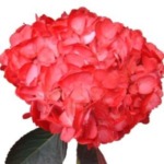 Hydrangea Tinted (Premium)
