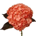 Hydrangea Tinted (Premium)
