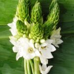Fresh Star of Bethlehem