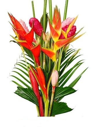Fresh Tropical Flowers