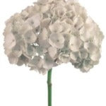 Hydrangea Tinted (Premium)