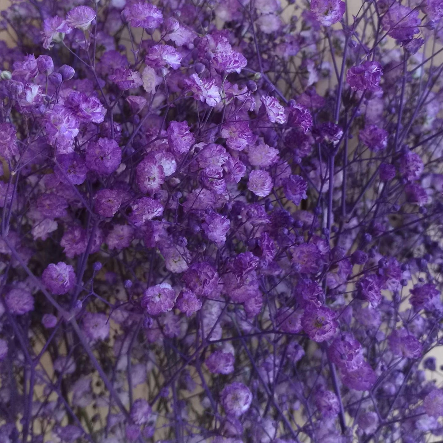 Baby's Breath Gypsophila Tinted