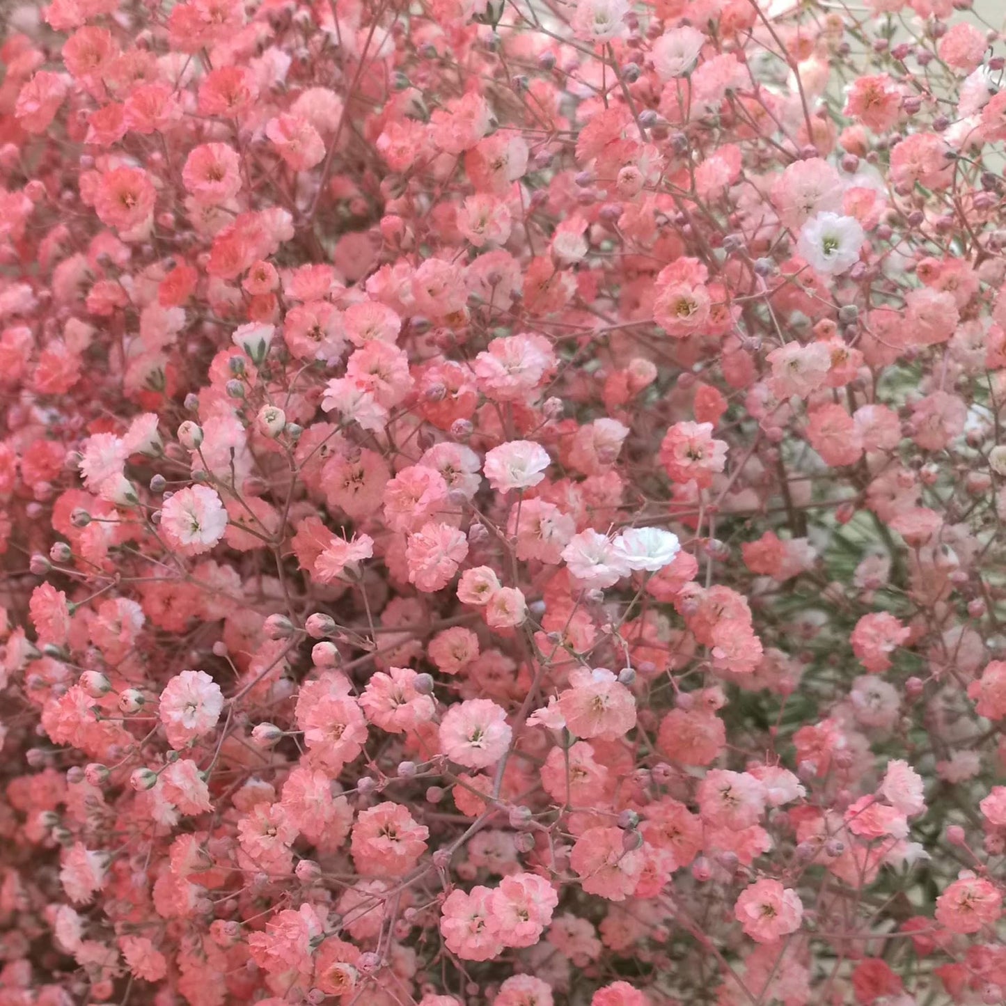 Baby's Breath Gypsophila Tinted