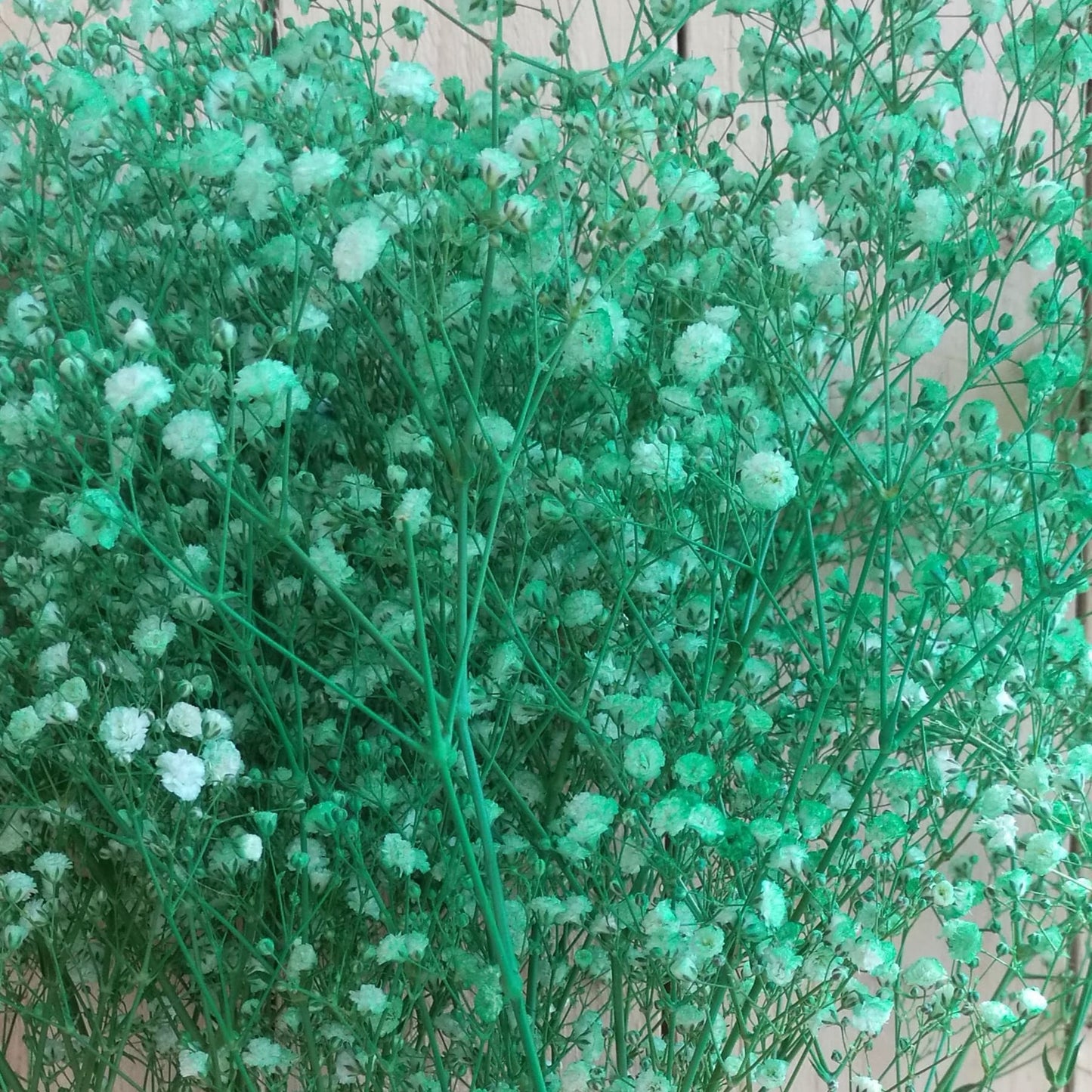 Baby's Breath Gypsophila Tinted