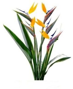 Birds of Paradise (Premium)