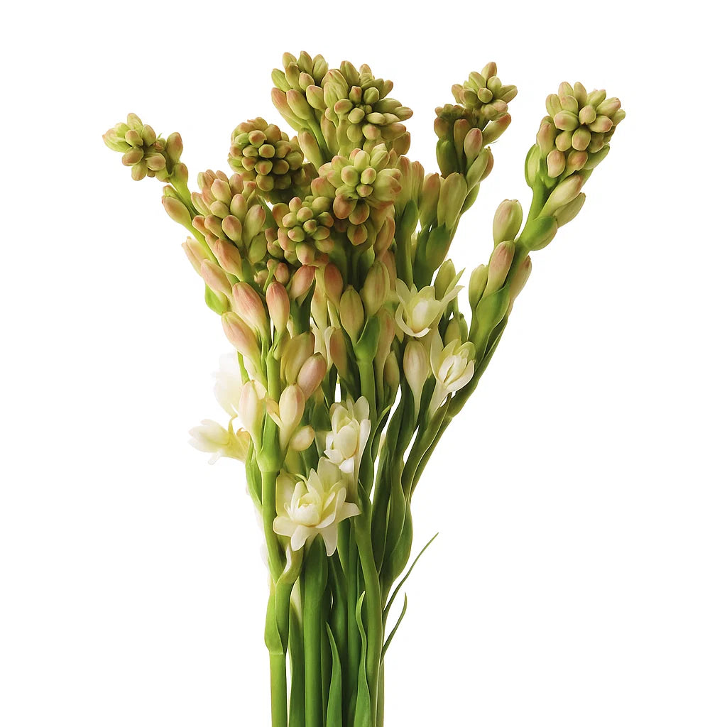 Fresh Tuberoses (Premium)