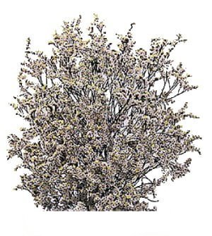 Limonium (Premium)