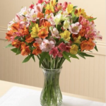 Fresh Peruvian Lilies or Alstroemeria