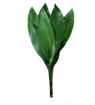 Aspidistra Leaves (Cast-Iron plant)