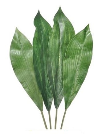 Aspidistra Leaves (Cast-Iron plant)