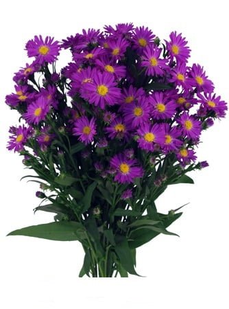 Aster Purple (Premium)