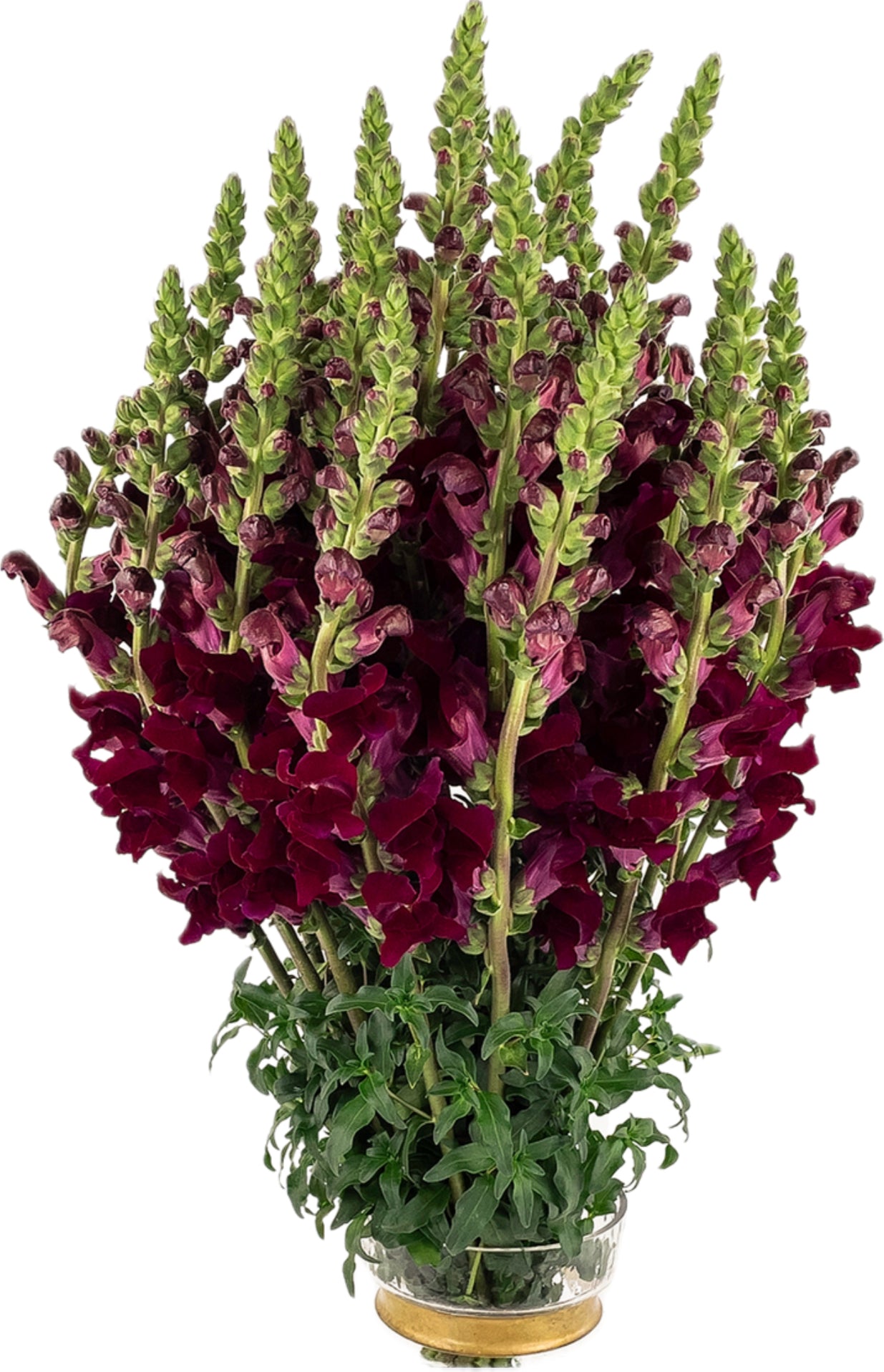 Fresh Snapdragon (Premium)