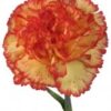 Fresh Carnations (Premium)