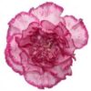 Fresh Carnations (Premium)