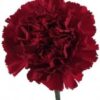 Fresh Carnations (Premium)