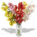 Cymbidium Orchids (Premium)