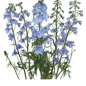 Delphinium - Larkspur Blue