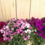 Dianthus Amazon
