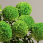 Dianthus Green Ball