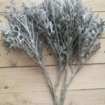 Dusty Miller Lacy Leaf