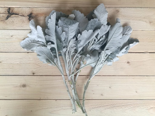Dusty Miller Broad Leaf