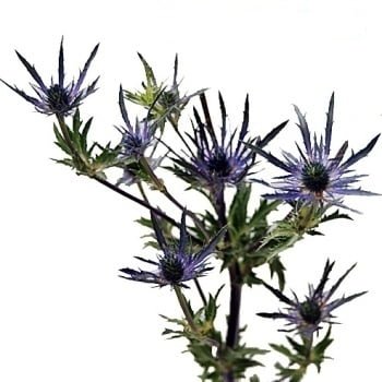 Eryngium Thistle (Fresh)