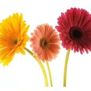 Fresh Gerbera Daisy (Premium)