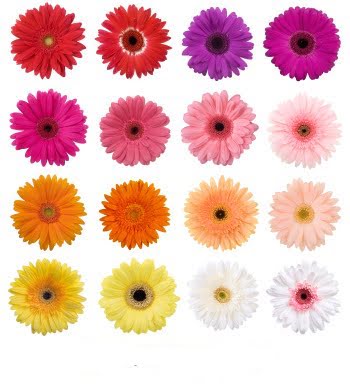 Fresh Gerbera Daisy (Premium)