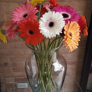 Fresh Gerbera Daisy (Premium)