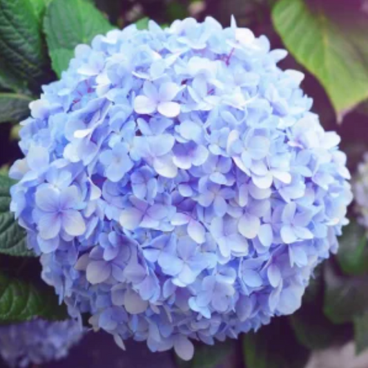 Hydrangea Blue (Premium)