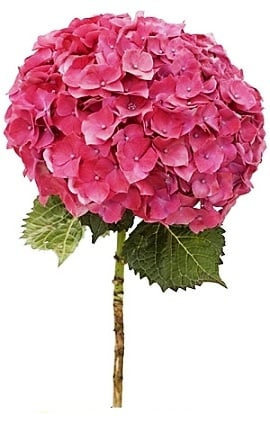 Hydrangea Pink