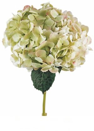 Hydrangea Jumbo Green