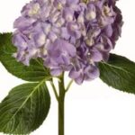 Hydrangea Lavender